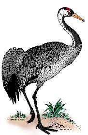 He is a master of the crane style of kung fu. Crane Definition Of Crane By Merriam Webster