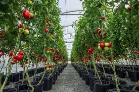 The skin has shades of green, purple, orange, and yellow. Shift To Indeterminate Tomatoes To Serve Growing Protected Tomato Cultivation Market