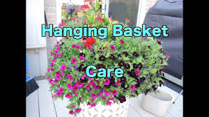 Hanging petunia plants may need water daily during the summer, and maybe even twice during periods of extreme heat. Hanging Basket Care How To Maintain Your Hanging Baskets Pruning Youtube