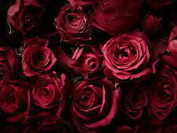 Bild ist in public domain, urheberrechtsfrei, keine rechte vorbehalten, frei für jegliche nutzung. Hintergrund Der Roten Rosen 3840x2160 Uhd 4k Hintergrundbilder Hd Bild