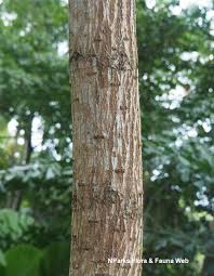 Image result for Terminalia randii
