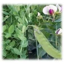 Image result for Aeschynomene bullockii