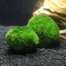 nicrew 2 4 cm mini akvaryum bitki balik tanki karides nano marimo icin premium kalite moss toplari balik fish tank plants live aquarium plants marimo moss ball