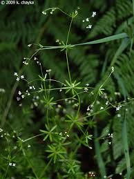 Image result for Galium stenophyllum