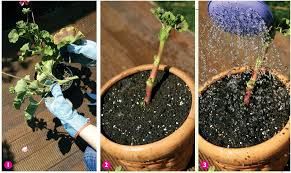 Sardunya otel için en uygun fiyatlarla hızlı ve ücretsiz rezervasyon yap. Sardunya Bakimi Nasil Olmali Sardunya Ne Zaman Cicek Acar Evim