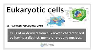 Plant cells have a cell wall, a large central vacuole, chloroplasts, and other specialized plastids, whereas animal cells do not. Eukaryotic Cells Definition And Examples Biology Online Dictionary