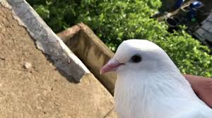 10tl Ye20 Tl Ye Satilik Taklaci Guvercin Olurmu Bi Dinleyin Turkiye Pigeons Animal Youtube