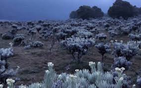 Keindahan bunga edelweiss di jalur pendakian gunung ini terlihat dari warna ungunya. 5 Tempat Terindah Untuk Melihat Bunga Edelweis Merahputih