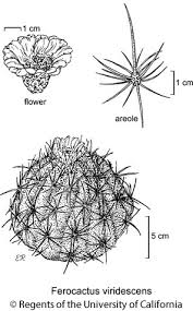 San diego barrel cactus ferocactus viridescens. Ferocactus Viridescens