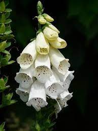 Common Foxglove Toxic Botanical Garden Flower Pink Digitalis Medicinal Plant Poisonous Plant Summer Plant Pikist