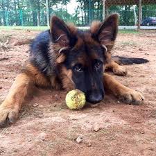 Yes, pets are typically allowed, but it's always best to call ahead to confirm. Pet Lodge Pet Resort Pet Store