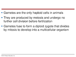 We did not find results for: Meiosis And Sexual Life Cycles Ppt Download