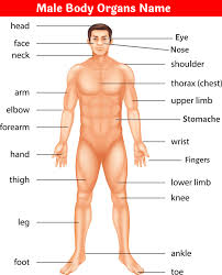Body Part Name In Hindi English à¤¸à¤° à¤° à¤• à¤… à¤— à¤• à¤¨ à¤® Name Of Body Part