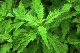 Image result for Dysphania ambrosioides