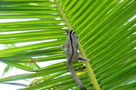 Guide to veterinary and pet clinics in phuket. Sugar Gliders V16