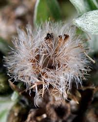 Image result for Gnaphalium