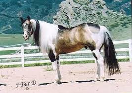 Black And White Paint Horses For Sale In Colorado Pin On Stunning Equines