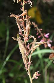 Image result for Pseudarthria