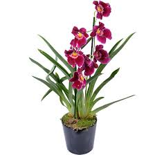 Menurut suamiku, yang sempat bicara panjang lebar. Smile Orchid Smile Orchid Site