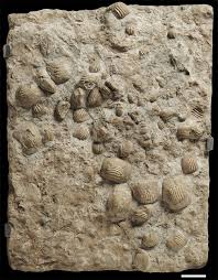 Image result for Bianco Conchiglia 2008 147