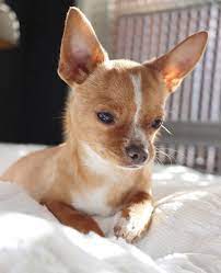 Eddie The Chihuahua Cute Dog On Instagram I Think Someone Forgot To Dress Me Chihuahua Cute Cute Dogs Cute Puppies