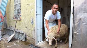 Muslime feiern jedes jahr das opferfest zum gedenken an den propheten ibrahim. Bitz 40 Schafe Und Zwei Ochsen Geschlachtet Albstadt Umgebung Schwarzwalder Bote