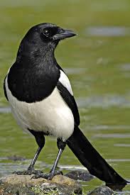 4518871185 Jpg 2000 3008 Eurasian Magpie Beautiful Birds Pet Birds
