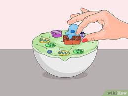 Sel hewan adalah bentuk dari sel eukariotik yang membentuk jaringan tubuh lalu membentuk organ. 4 Cara Untuk Membuat Model Sel Wikihow