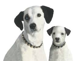 Pin On Man S Best Friend