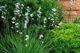 When a perennial border is planned. Best Plants For Narrow Borders Bbc Gardeners World Magazine