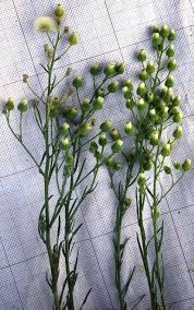 Image result for Erigeron canadensis