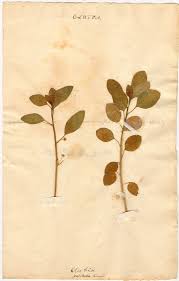 Image result for Clutia pulchella