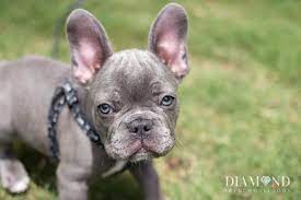 Check spelling or type a new query. Home Diamond French Bulldogs