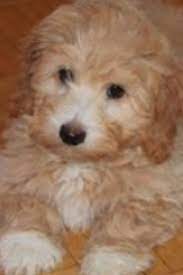 Pooton Cotonpoodle 3months Puppies Coton De Tulear Puppy Animals And Pets