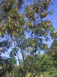 Image result for Leucas capensis