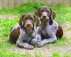 Adorable Gsp Pups German Shorthaired Pointer Dog German Shorthaired Pointer Gsp Dogs