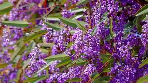 Image result for Hardenbergia
