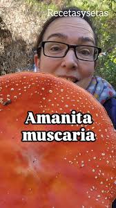 AMANITA MUSCARIA, La icónica, la de los cuentos… pero también la que en  Chile es considerada tóxica., En esta cuenta no promuevo el consumo de  ningún hongo que no sea 100% seguro y comestible., Y ...
