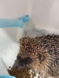 Hedgehog rescue with nasty wounds