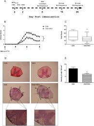 Never ordering delivery from here again. High Dose Of Dexamethasone Protects Against Eae Induced Motor Deficits But Impairs Learning Memory In C57bl 6 Mice Scientific Reports