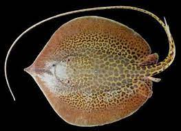 FAUNA DILINDUNGI DI INDONESIA IKAN 6. PARI SUNGAI TUTUL Nama indonesia :  Pari Sungai Tutul Nama internasional : Marbled Whip Ray, Longnose Marbked  Whip Ray Nama ilmiah : Himantura oxyrhyncha Klasifikasi Himantura