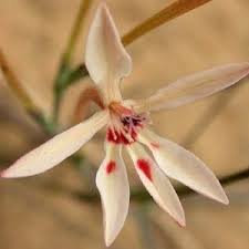 Image result for Lapeirousia littoralis