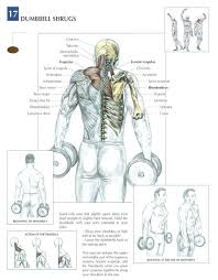 Neck Rear Shoulders Upper Back Includes Underlying Muscles Sternocleidomastoid Deltoids Trapezius Delto Strength Training Workouts Workout Fitness Body