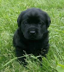 Any questions and/or issues regarding the price, temperament, health, and/or payment of the puppy should be done directly with the breeder/owner of the puppy. Cute English Black Lab Puppies Novocom Top