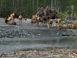 It is the largest of the four surviving subspecies of elk (cervus canadensis) in north america by body mass, although by antler size, both the boone and crockett (rifle). Roosevelt Elk Olympic National Park U S National Park Service
