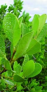 Endogenously secreted salt on intact leaves was compared to exogenously deposited salt spray on excised leaves. Mangrove Sonneratia Spp The Super Halophytes Of Intertidal Zone Mangrove Plant Leaves Plants
