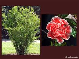 Punica Granatum Legrelliae Ornamental Pomegranate Flowers Plants Garden