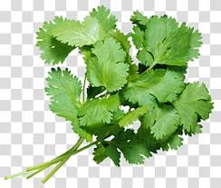 celery stalks coriander tamil cuisine herb flavor nutrition parsley transparent background png clipart hiclipart celery stalks coriander tamil cuisine