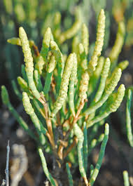 Image result for Sarcocornia natalensis