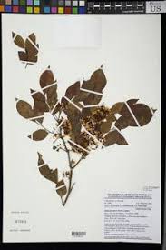 Image result for Dalbergia bracteolata